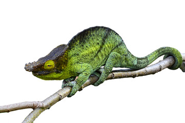 The panther chameleon, Furcifer pardalis on white, Isolate