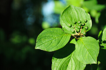 Green leaves on a dark background. Photo of nature.