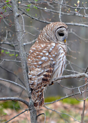 Barred owl in a tree
