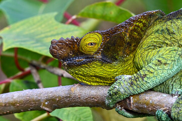 Chameleon Furcifer Pardalis,Madagascar nature