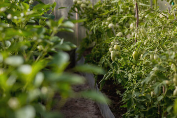 Growing young tomato plants in a greenhouse. The fruits of tomatoes on the plantation. Unripe, green tomatoes in the greenhouse. Organic farming. Harvest.