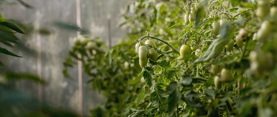 Growing young tomato plants in a greenhouse. The fruits of tomatoes on the plantation. Unripe, green tomatoes in the greenhouse. Organic farming. Harvest.