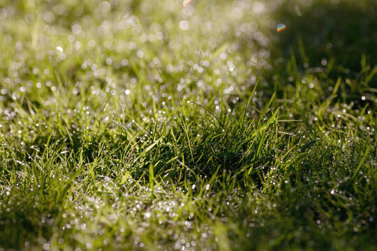 The background image is green. Natural, environmentally friendly natural background. Dew and beautiful bokeh on the green grass in the park at dawn. The texture of grass with raindrops or dew.