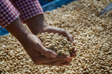 Close Up Farmer's hand holds Arabica coffee beans on drying terrace Chiang Mai northern thailand