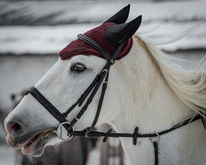 horses are the most beautiful animals