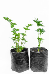 Celery plants, in polybags on a white background