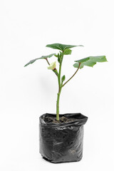 Okra (lady fingers) plant, in polybag on white background