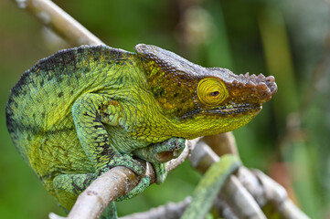 Chameleon Furcifer Pardalis,Madagascar nature
