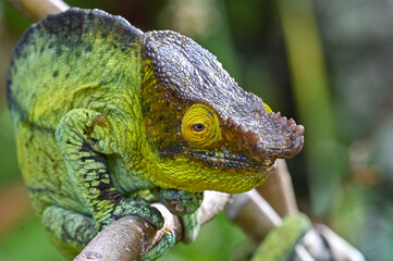 Chameleon Furcifer Pardalis,Madagascar nature