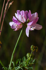 Close up, macro. Crownvetch or Securigera varia Coronilla varia or purple crown vetch. Flowering field plants.