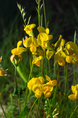 Close-up of field bright yellow wild honey flower lotus corniculatus on natural blurry background