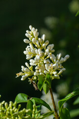 Flowering European privet or Ligustrum vulgare with white flowers and green foliage