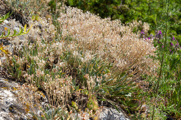 Close up texture of drying grain standing in a field, warm light, stems and leaves and seed heads mix together for a rough golden background of agriculture and farming