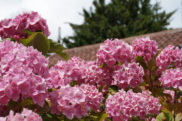 Pink hydrangea blooming in the garden