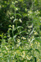Obraz premium Vincetoxicum hirundinaria subsp. hirundinaria, white swallow-wort. Wild plant shot in summer