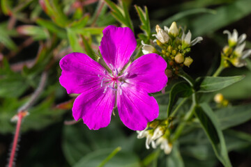 Purple flowers of Wild Geranium maculatum close up. Spring nature, spring garden. Geranium maculatum, the wild geranium is a perennial plant native to woodland