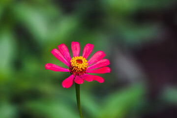 Obraz premium flower in the garden