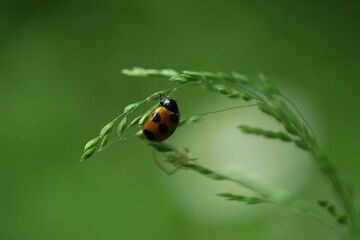Fototapeta premium イネ科の植物の穂にとまるナナホシテントウ