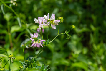 Close up, macro. Crownvetch or Securigera varia Coronilla varia or purple crown vetch. Flowering field plants.