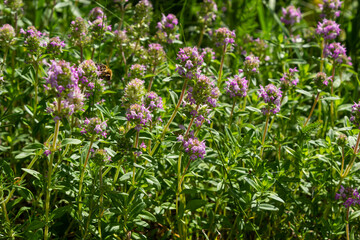 Fresh, blooming pink thyme in green grass. Wild Thymus serpyllum plants in field. Breckland wild thyme purple flowers in summer meadow
