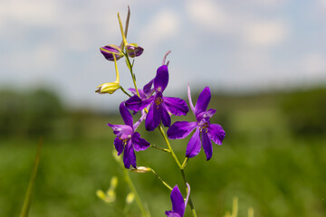 Consolida regalis, forking larkspur, rocket-larkspur, and field larkspur purple small flowers on...