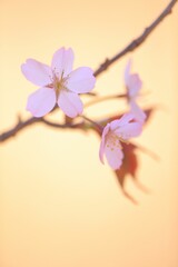 Naklejka na ściany i meble softening cherry blossoms