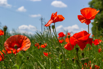 Common names for Papaver rhoeas include corn poppy, corn rose, field, Flanders, red or common poppy