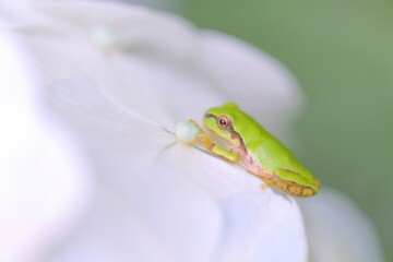 紫陽花とアマガエル