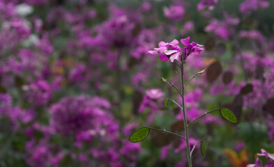 Purple flower isolated from the background, selective focus, background