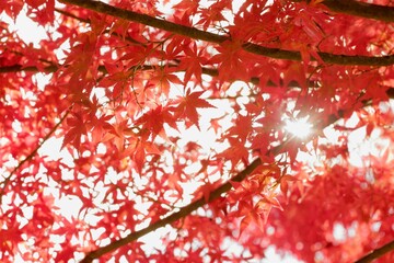 紅葉の木漏れ日