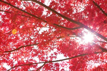 紅葉の木漏れ日