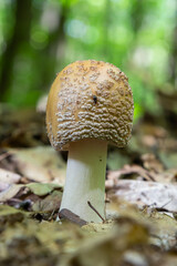 Edible mushroom Amanita rubescens in spruce forest. Known as blusher. Wild mushroom growing in the needles
