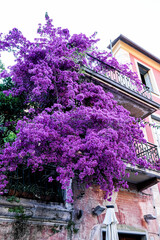 Fototapeta na wymiar Manarola Italy Flower Blossoms