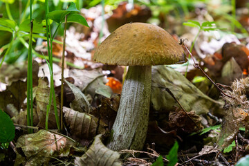Edible mushroom Leccinum scabrum in the birch forest. Known as birch bolete. Wild mushroom with brown cap growing in the leaves