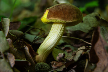 Mushroom Xerocomus subtomentosus, commonly known as suede bolete, brown and yellow bolet, boring brown bolete or yellow-cracked bolete in forest in the ground