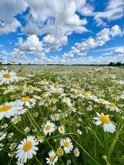 field of daisies - 518116500