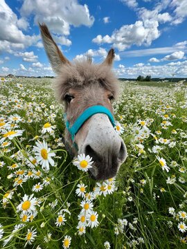donkey on the meadow