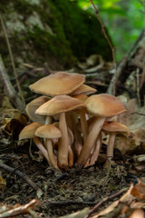 Small mushroom Psathyrella spadiceogrisea in the dry autumn forest