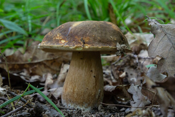 Group of Spring bolete or Boletus reticulatus, two of them very yuoung, growing in natural habitat