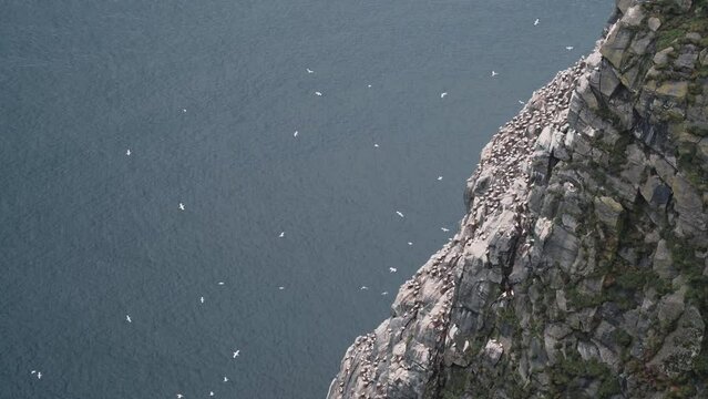 Flock of white sea sole birds flying and nesting near rocky cliff side, top down handheld view
