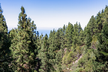 Panoramic view on massive Canarian pine tree forest seen from Riscos de la Fortaleza, Mount El Teide National Park, Tenerife, Canary Islands, Spain, Europe. The valley is covered with thick clouds