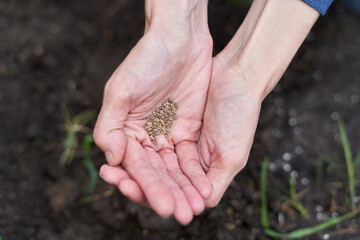 Top view of hands with a raw of seeds in a vegetable garden