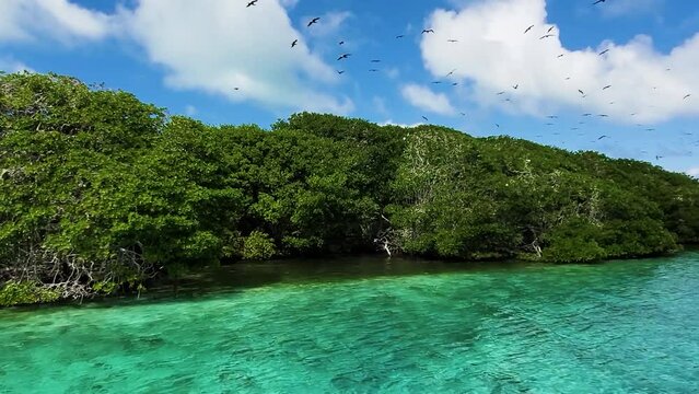 BIRDS FLYING ABOVE TROPICAL MANGROVE WITH BOBOS Bobby BIRDS NEST, Los Roques Nature Reserve