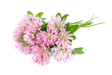 Pink blooming clover with leaves on a white background.