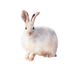 Hand-drawn watercolor Arctic hare illustration isolated on white background. Arctic bird art. Animals collection © Diana Askarova