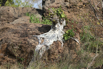 Kruger National Park, South Africa: tree with odd roots that to survie sent its roots looking for water to survive.