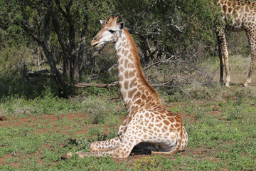 Kruger National Park, South  Africa: young giraffe bull resting