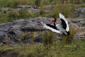 Kruger National Park, South Africa: Saddle-billed stork - yellow eye means it is a female.