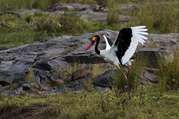 Kruger National Park, South Africa: Saddle-billed stork - yellow eye means it is a female.