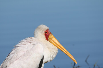 Kruger National Park, South Africa: Yellow-billed stork